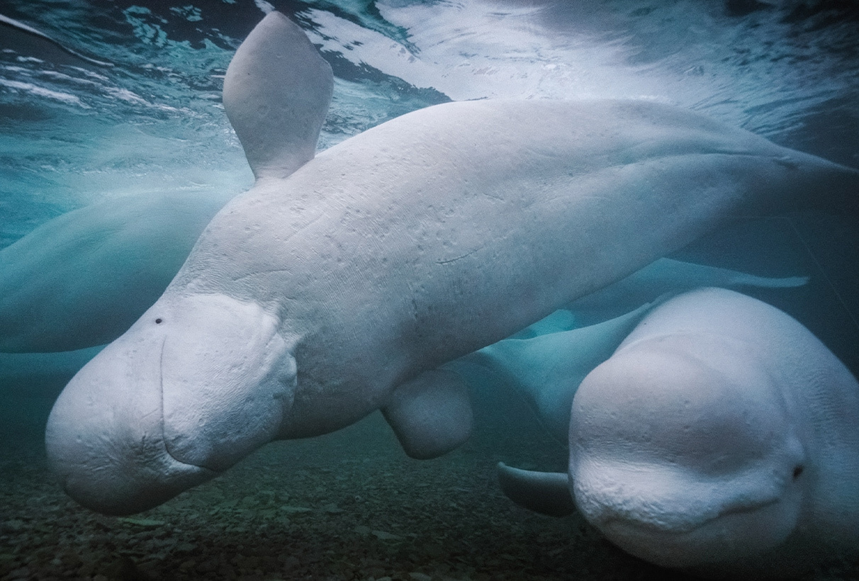 Nearly 2,000 belugas frolic each summer near Arctic Canada’s Somerset Island, nursing their young, chattering in squeaks and whistles, and swimming about in shifting networks of companions and family.