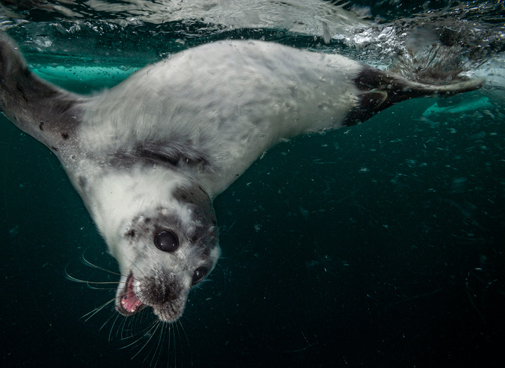 A fluffy seal pub with wide eyes flipping over underwater below a chunk of ice.