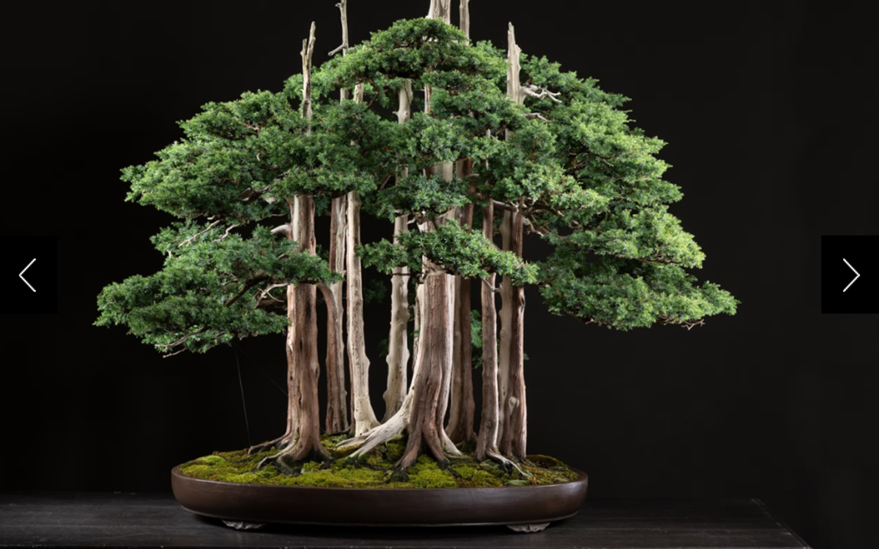 An extraordinary bonsai ‘forest’ created more than seven decades ago is not on display 