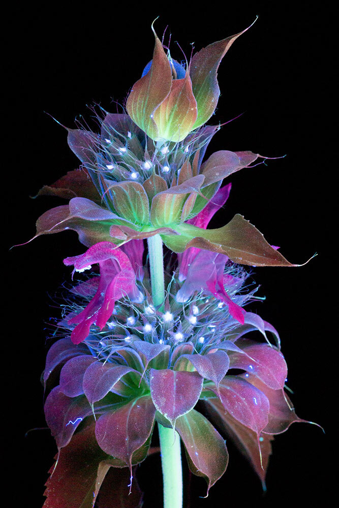 bee palm illuminated on a flower