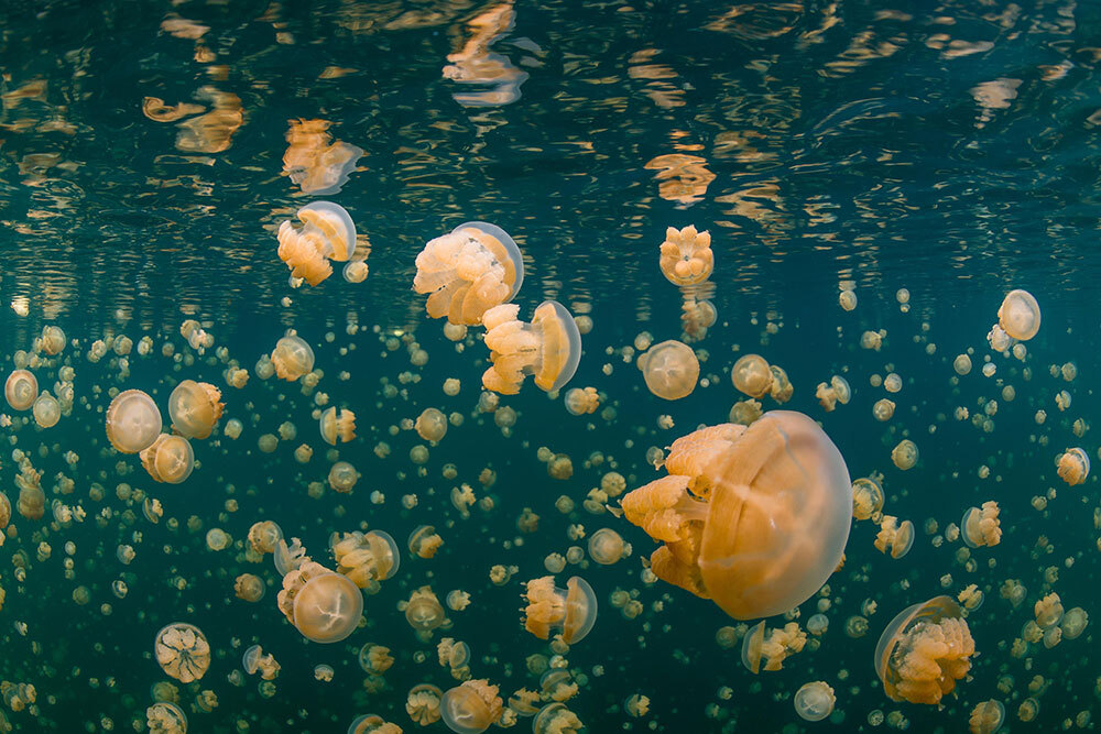 A picture of water filled with golden colored jellyfish about the size of a teacup