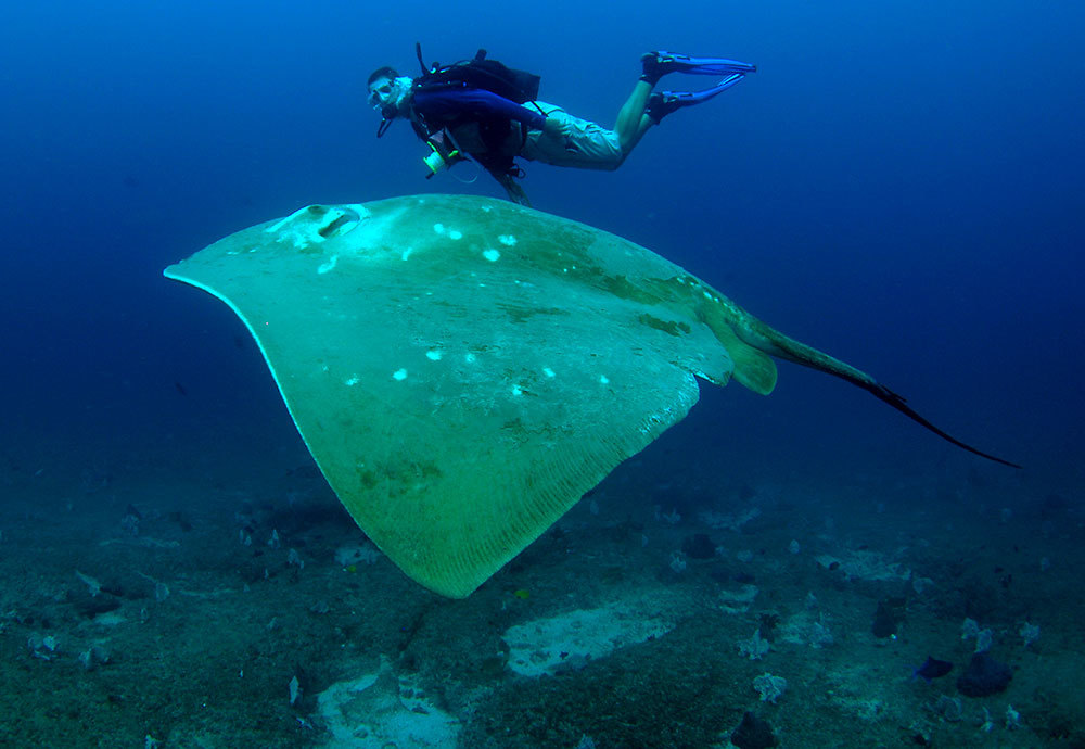 A person swims next to a massive stingray