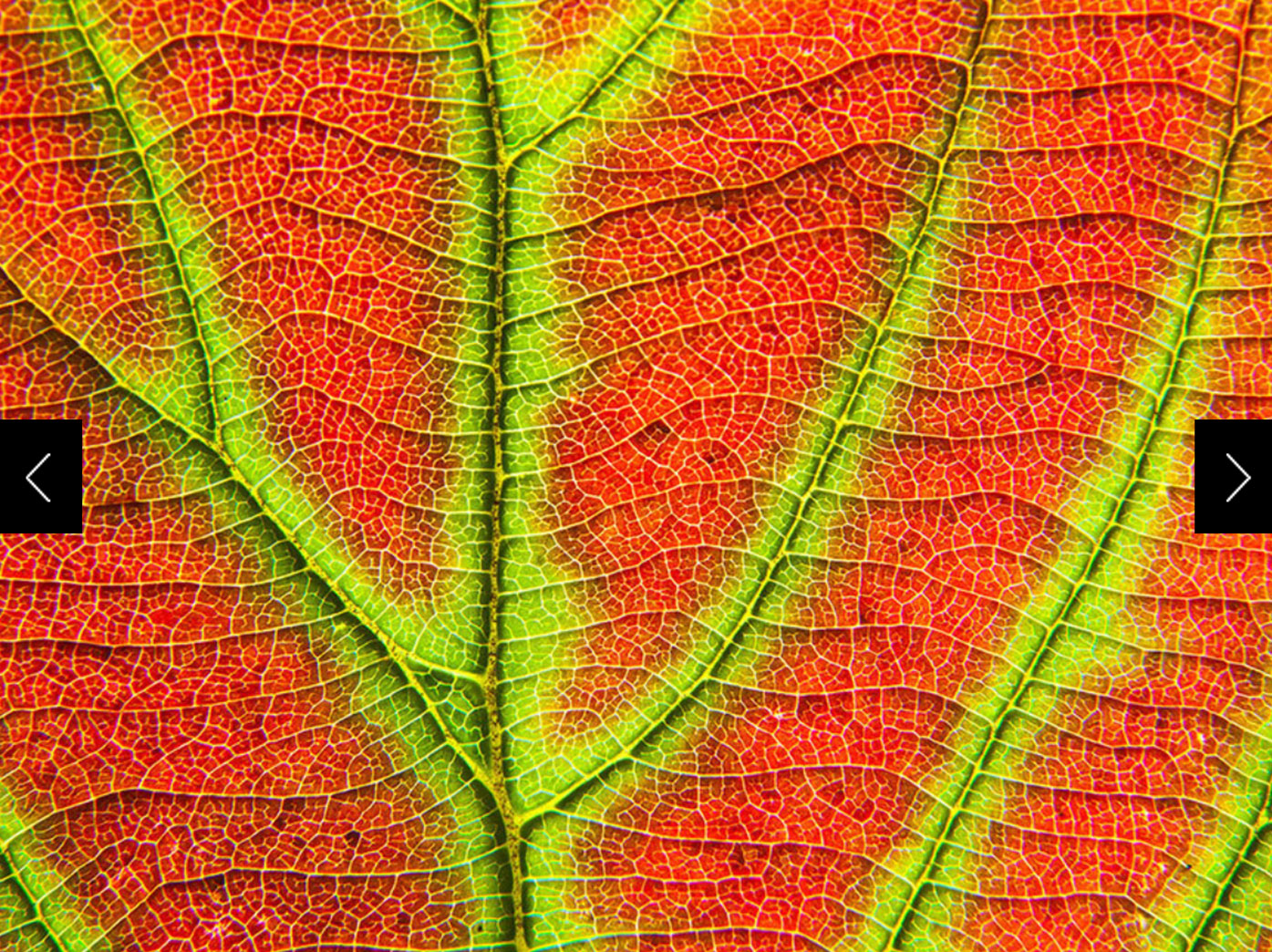 A turning leaf in North America