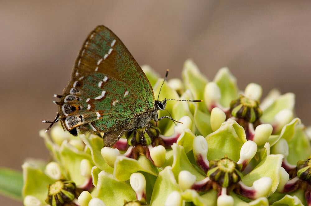 A butterfly lands on a milkweed flower