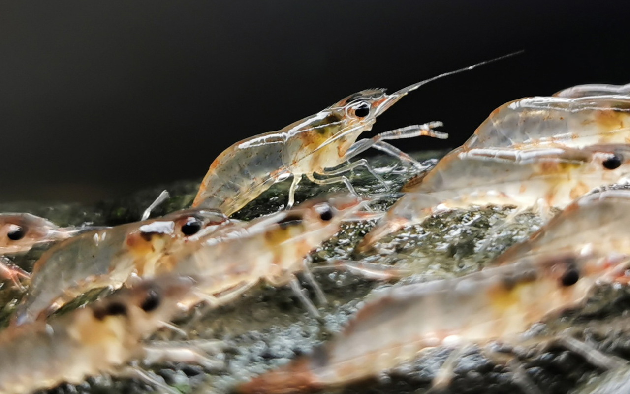 Individual shrimp can walk as far as 65 feet before returning to the water.