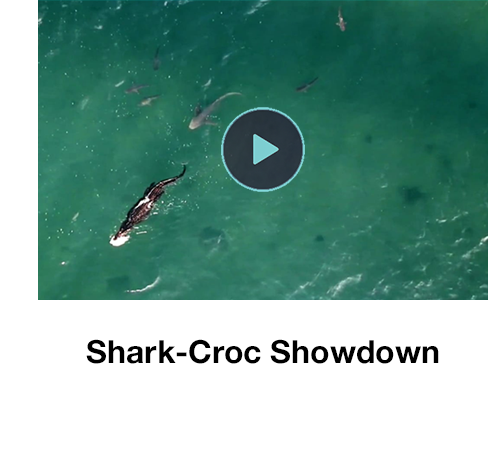 Shark-Croc Showdown