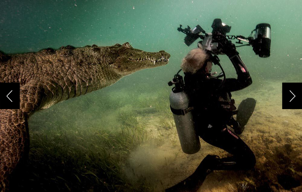 a crocodile swimming up behind a diver who is turned the other way