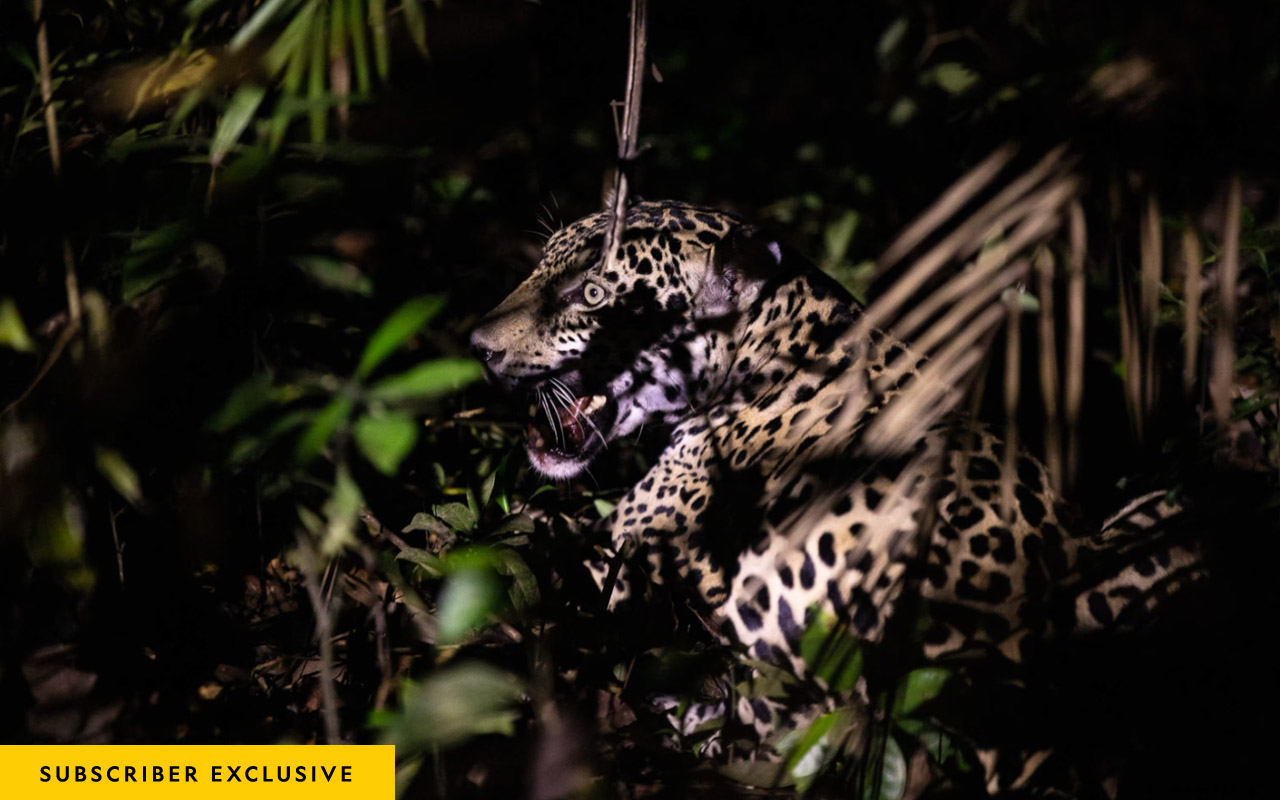 A jaguar sits in the shadows bits of light illuminating it's face through trees and brush.