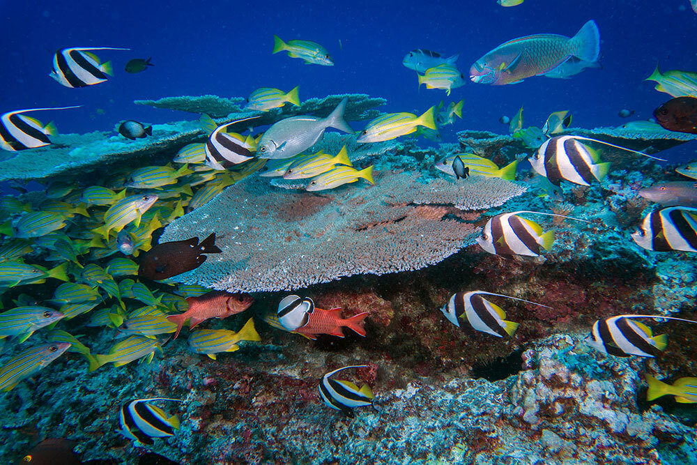 A photo of a reef and colorful fish