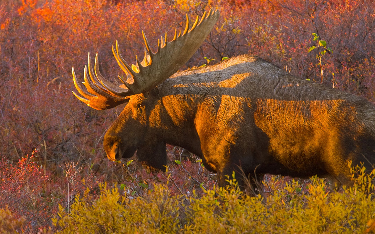 A male moose emerges from the bushes during fall rutting season on the Alaska tundra.