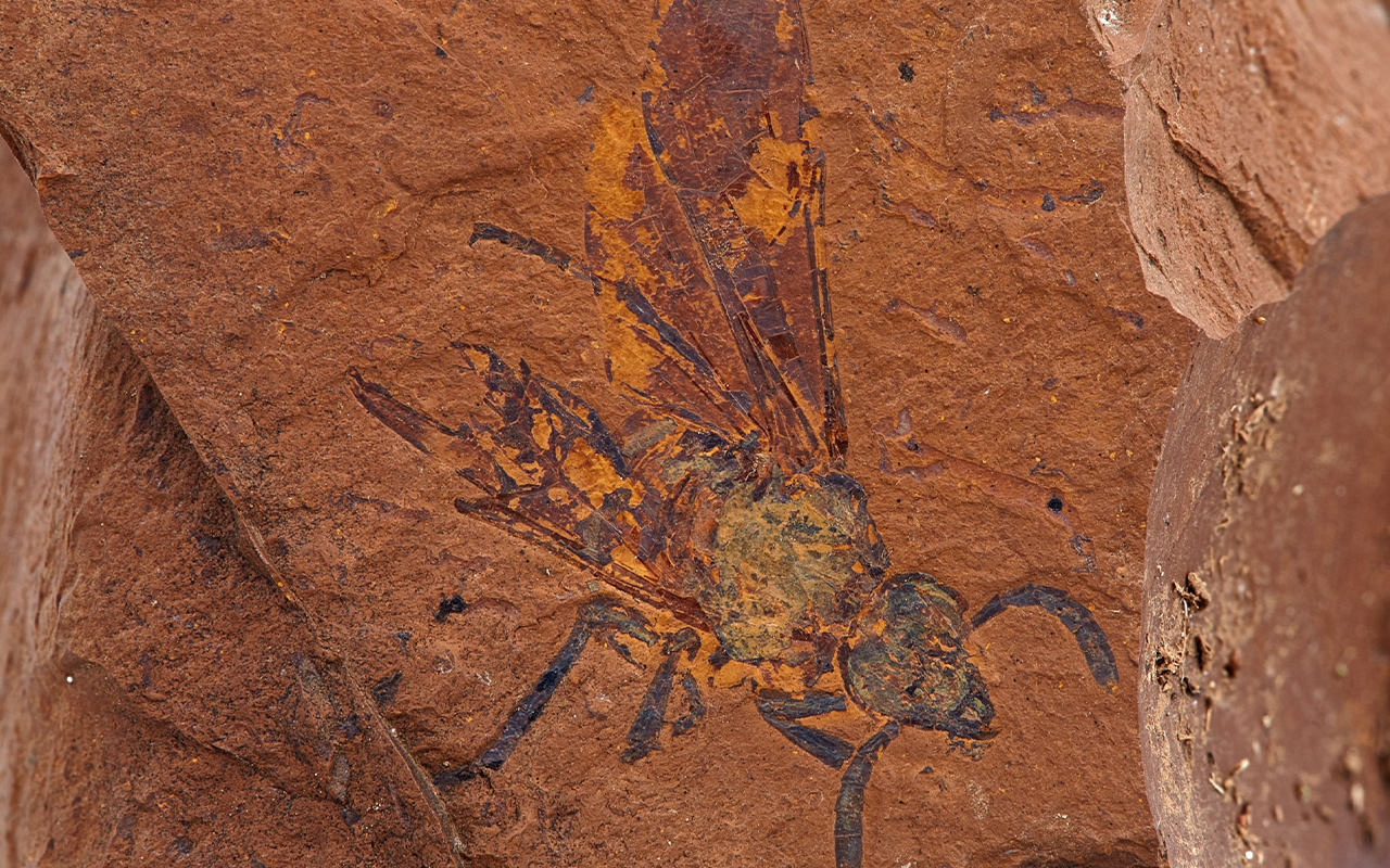 This sawfly lived in what is now southeastern Australia between 16 and 11 million years ago, and grains of pollen are still preserved on its head—a snapshot of life in an ancient rainforest.