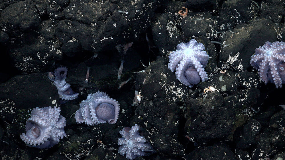 brooding octopus moms near hydrothermal vents