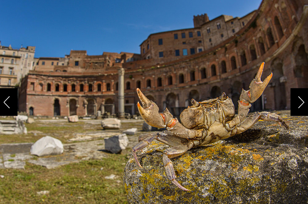 A crab with its claws raised in the Coliseum