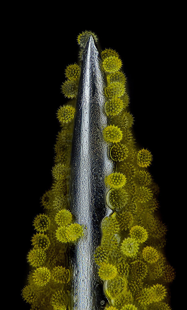 An acupuncture needle with clusters of sunflower pollen