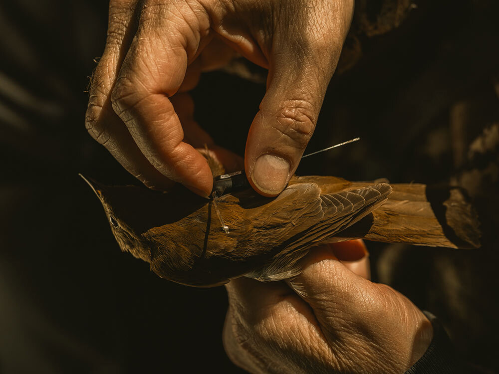 Christopher Heckscher, a professor and ecologist at Delaware State University, attaches a GPS backpack to a veery at White Clay Creek State Park in Pennsylvania on May 25, 2023. The tracker will allow Heckscher to follow the bird's migration to South America. It's there that the birds may discern clues about the following year's hurricane season.