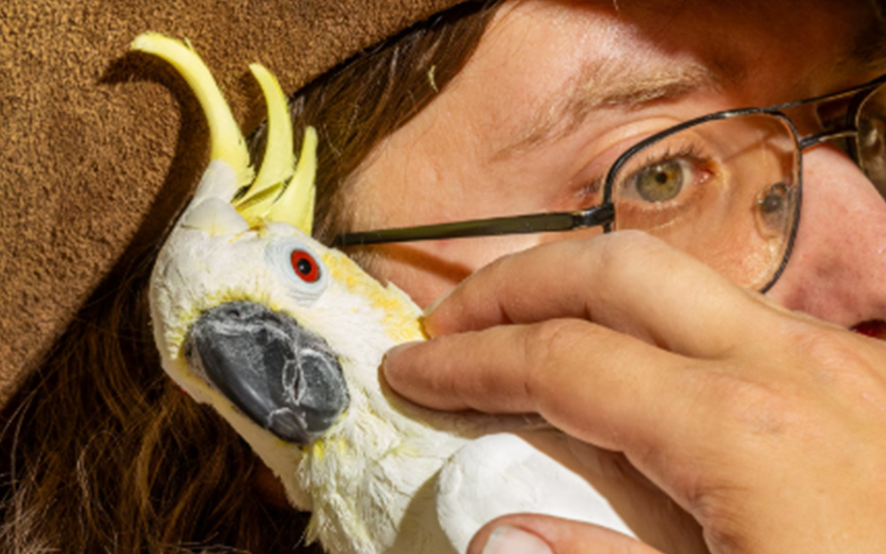 Gene Bordeaux, a staff member at Oasis, a parrot rescue in rural Arizona, cuddles Sunny, a lesser sulphur-crested cockatoo. “She is a Velcro bird. You have to peel her off of you,” he says. Cockatoos can live up to 60 years. 