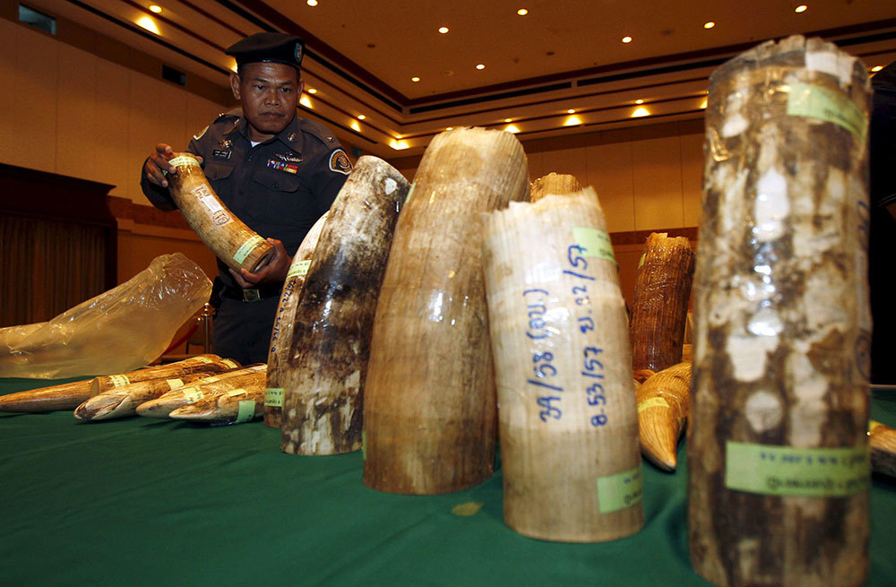 A picture of elephant tusks on a table indoors