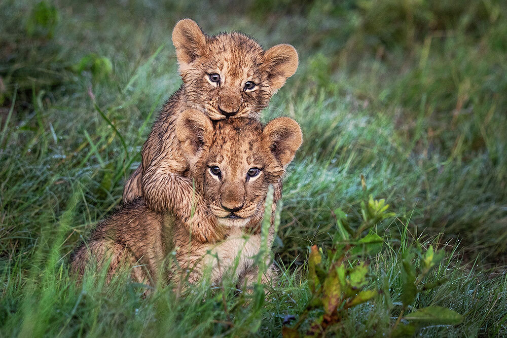 Two lion cubs with wet fur play in bright green grass