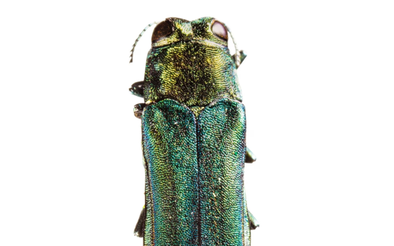 An emerald ash borer, the beetle responsible for decimating ash tree populations throughout North America.