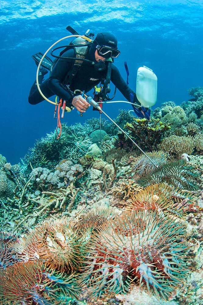 A diver injects a coral reef predator with a toxin.