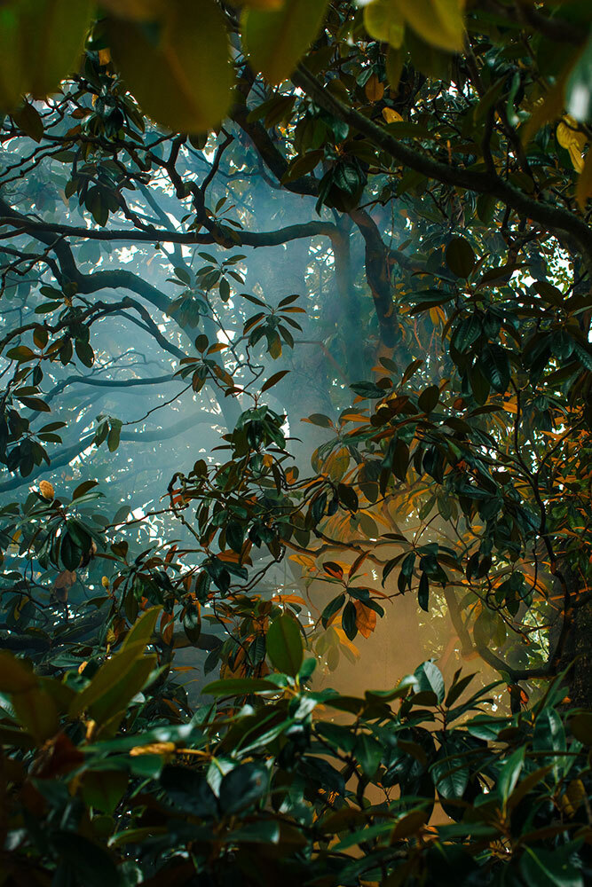 A picture of a tree in misty light