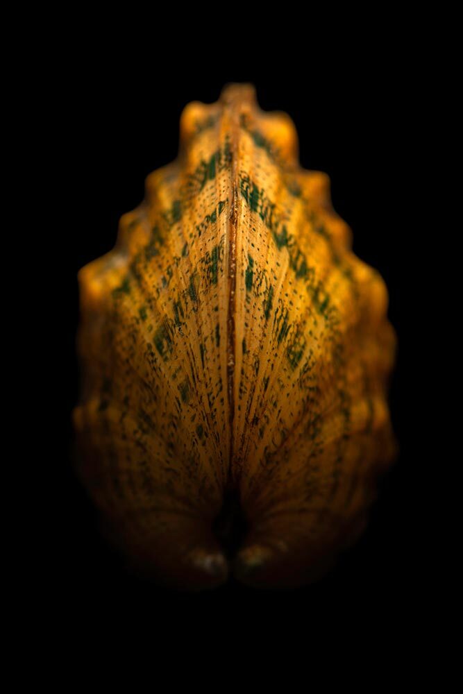 Fanshell mussel on a black background