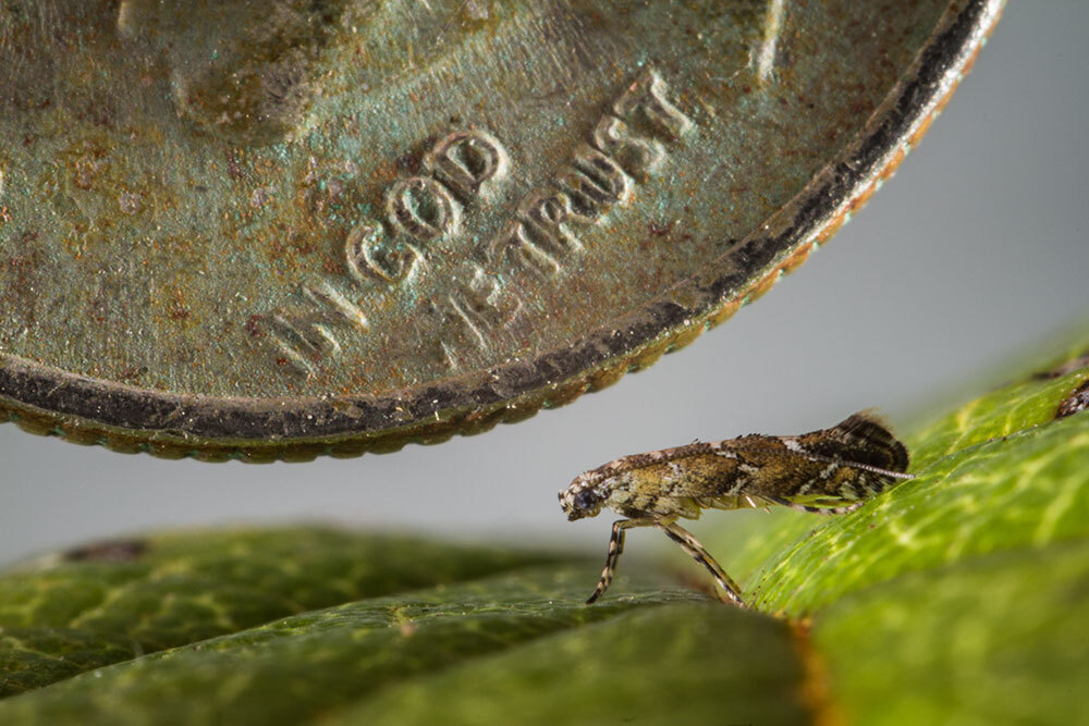 A picture of tiny bug next to a coin