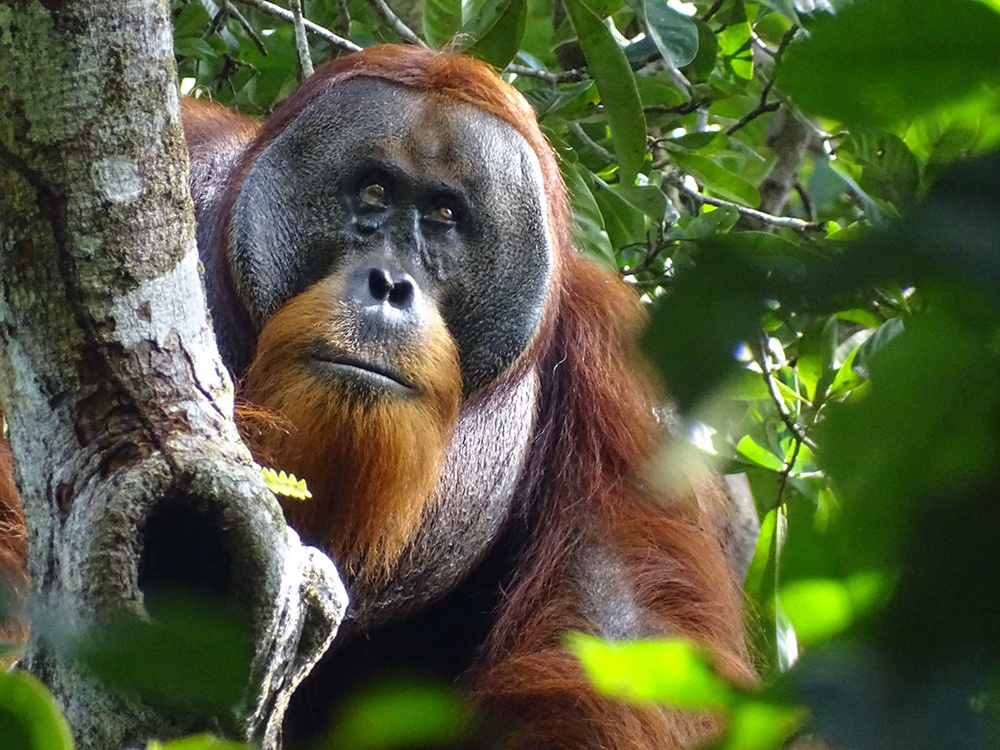 An adult male orangutan, the wound below its right eye healed and no longer visible