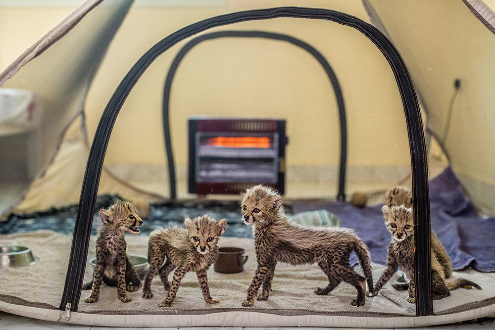 A picture of rescued baby cheetahs