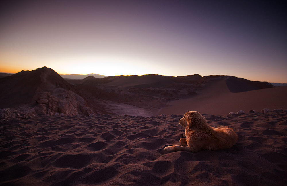 A dog sits in the sand