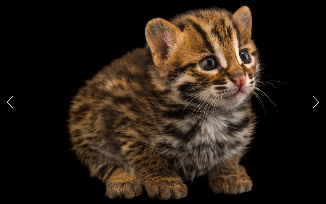 This leopard cat, PRIONAILURUS BENGALENSIS, was photographed in Anderson, Indiana. 