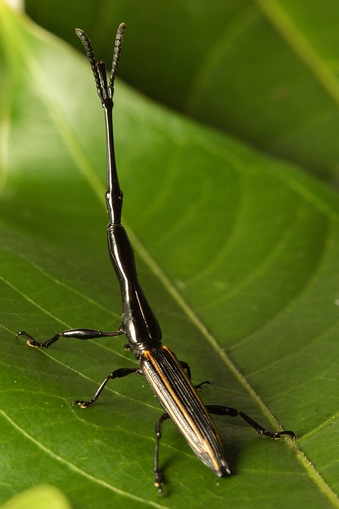 A small body with a long horn the weevil sits on a leaf