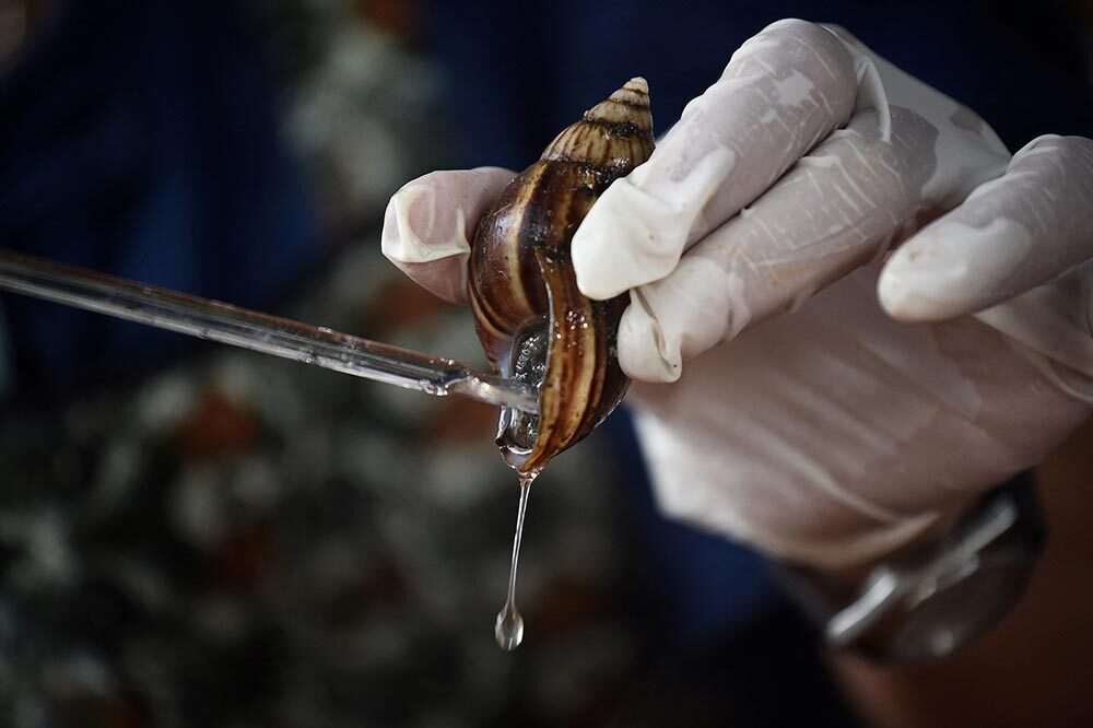 A technician milks a giant snail for its mucin on a farm in Thailand.