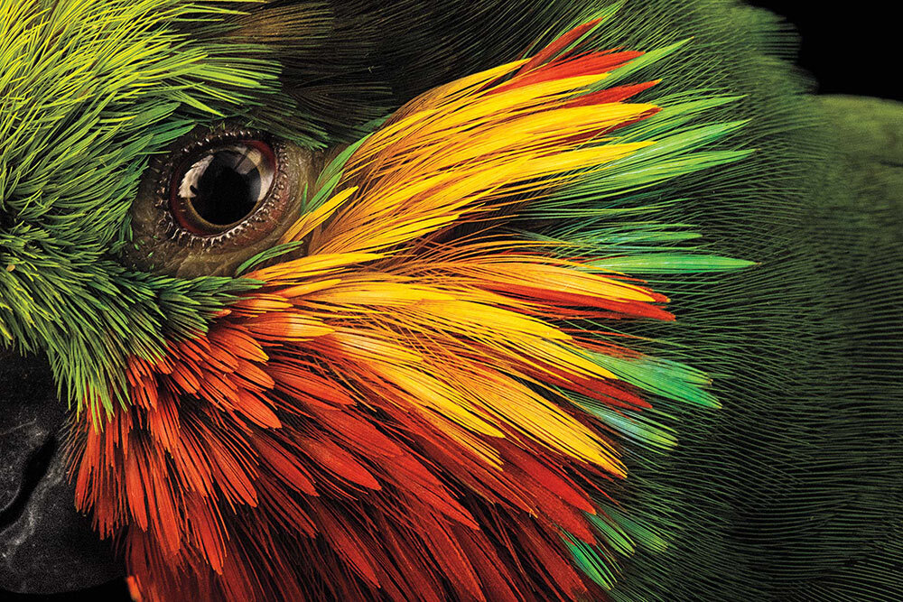 Bold colors frame the eye of an Edward’s fig parrot, photographed at Loro Parque Fundación in Santa Cruz de Tenerife, Canary Islands.