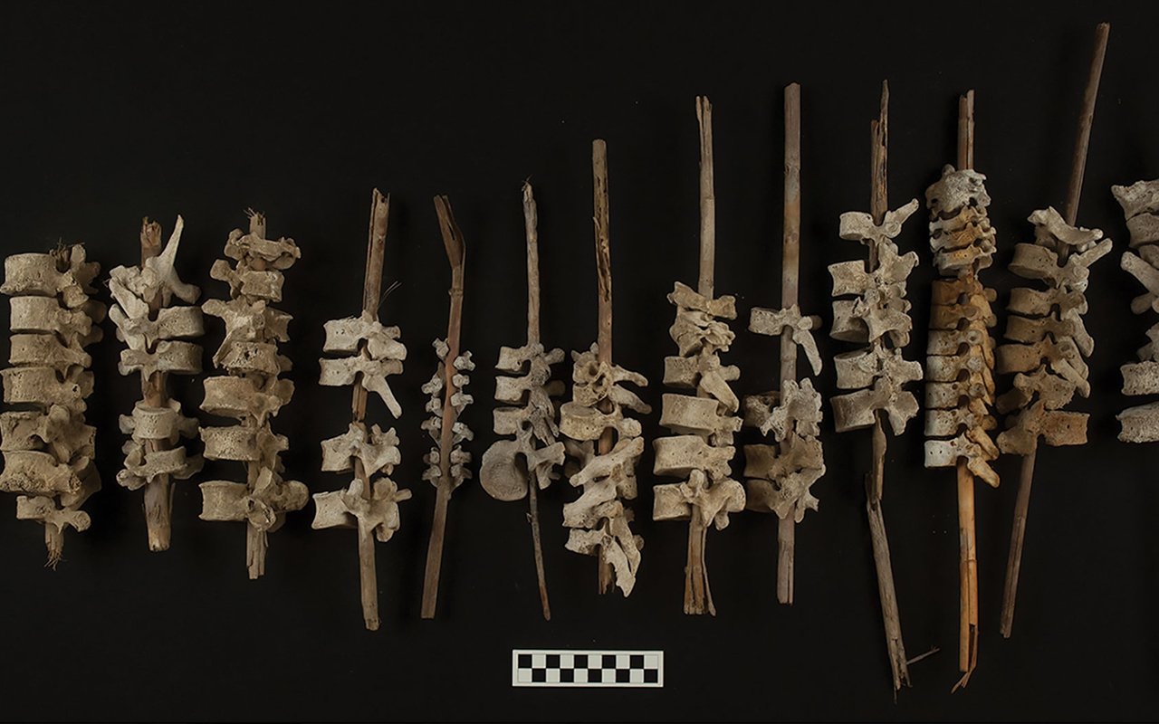 A display of multiple sticks with vertebrae arranged on them.