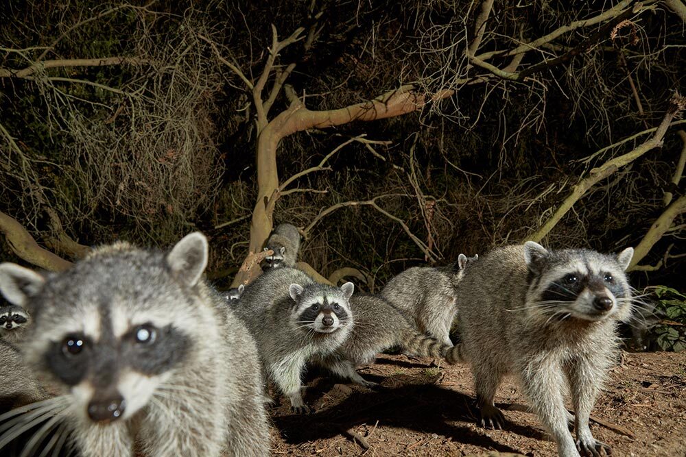 Raccoons approach the camera in their search for food left by humans at Golden Gate Park.