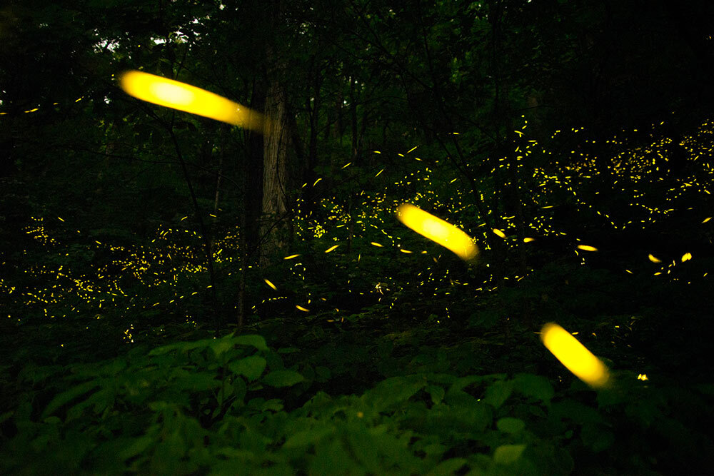 fireflies