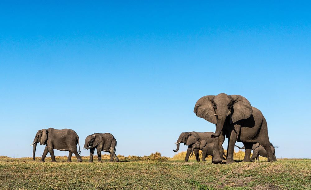 A heard of elahants walk across the land, one elephant slightly tilts it's head in the foreground under a blue sky.