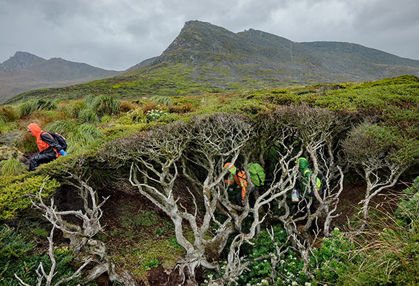 Searching for Earth’s southernmost tree, scientists traverse windswept Isla Hornos. They sometimes had to walk on top of thick trees and shrubs, moving gingerly to avoid sliding into steep ravines.