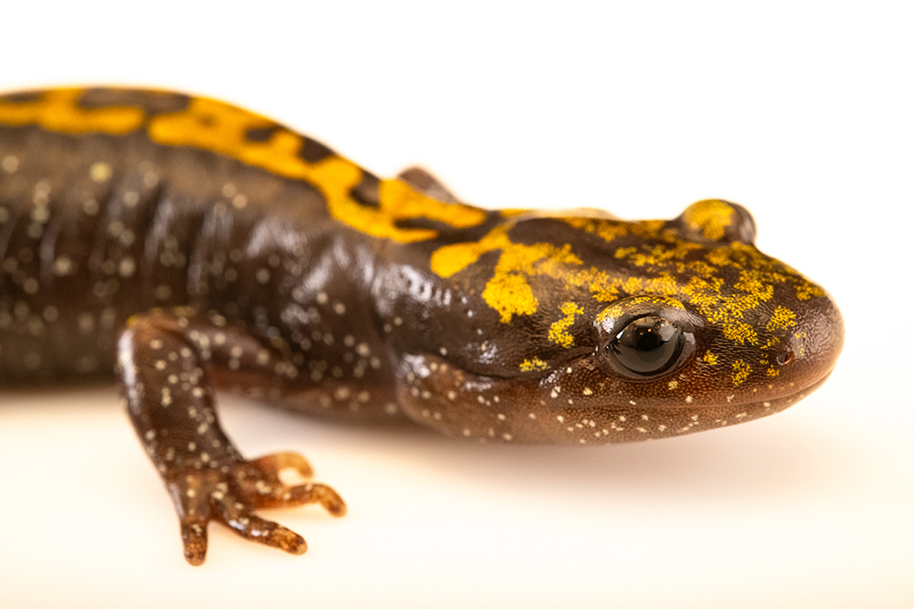 A salamander against a white background