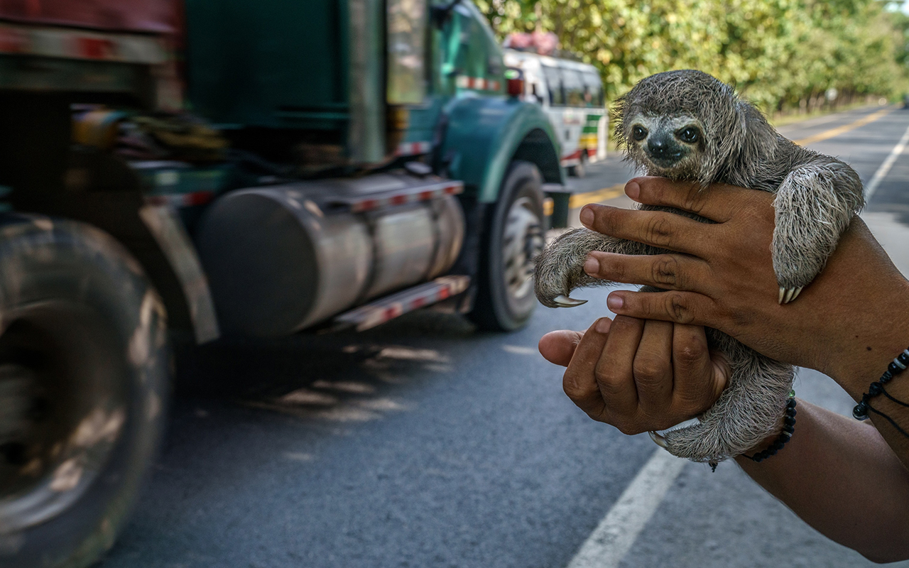 A young man offers a baby three-toed sloth for sale to passersby on a highway in Altos de Polonia, in northwestern Colombia.