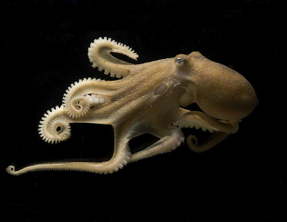 A California two-spot octopus