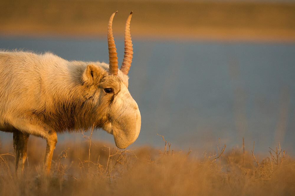 A male salga antelope on the range.