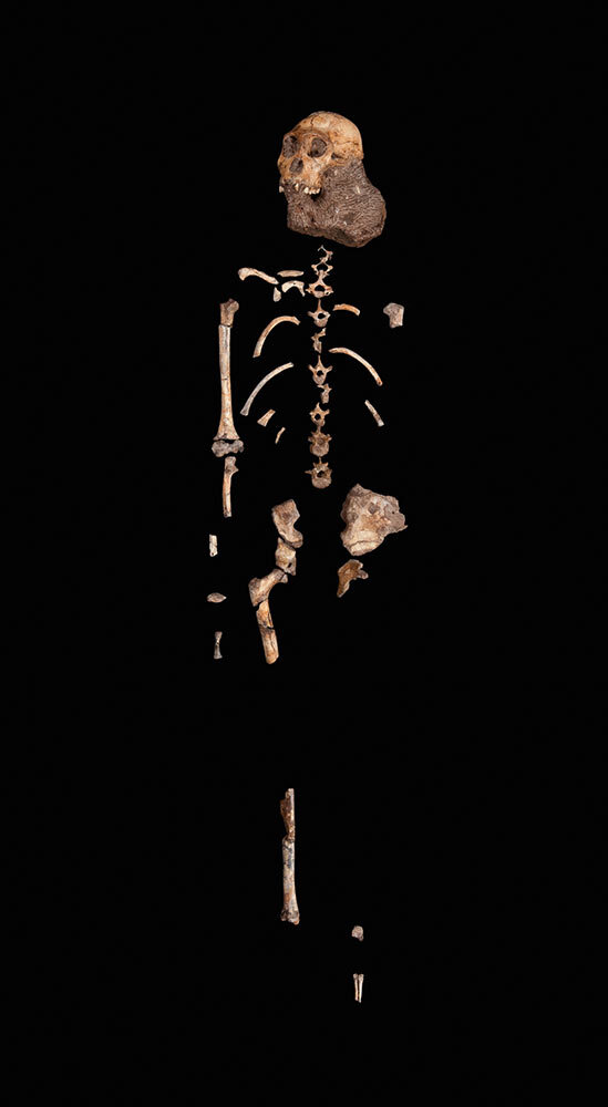 Australopithecus sediba juvenile male skeleton from the Malapa site. A section of clavicle from Australopithecus sediba was chosen for this mission.