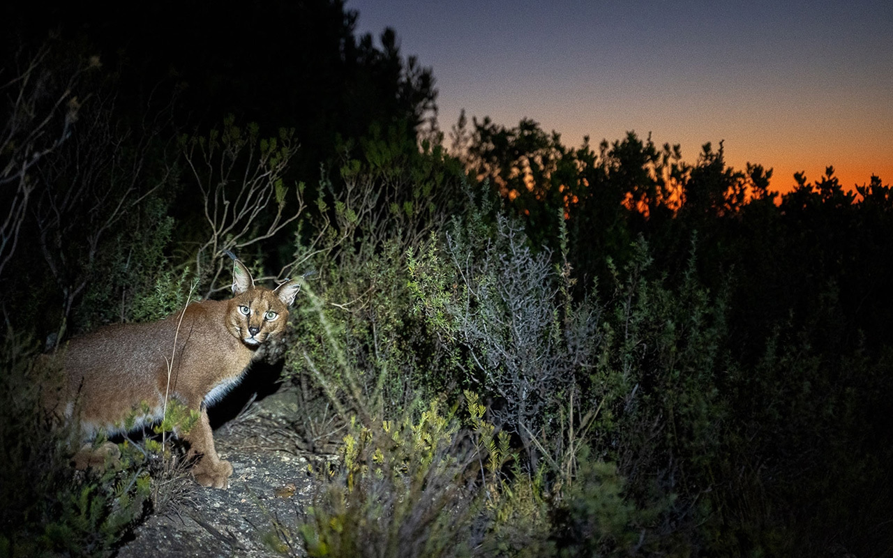 Hermes is a well-known male caracal that has become highly habituated to people.