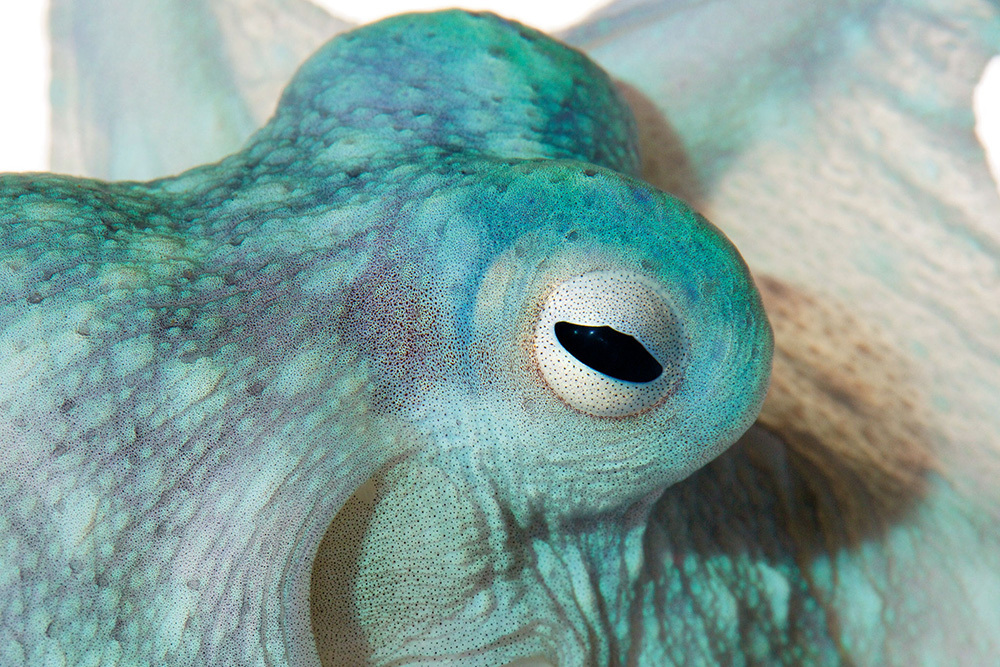 The speckles on this Capricorn night octopus, Callistoctopus alpheus, are cells full of pigment. If the animal were to open them all, it would appear red with white polka dots.