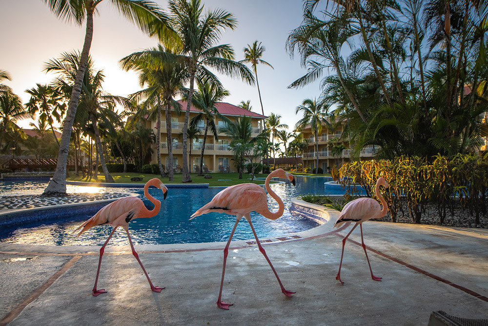 Three flamingos kept in captivity at a resort in the Bavaria region. The animals are released inside the hotel and can move freely around the facilities, especially around the pool area, where they receive food from tourists and are the subject of selfies.