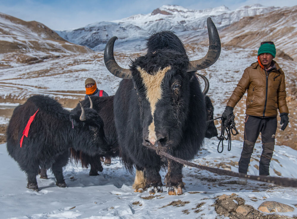 A Yak