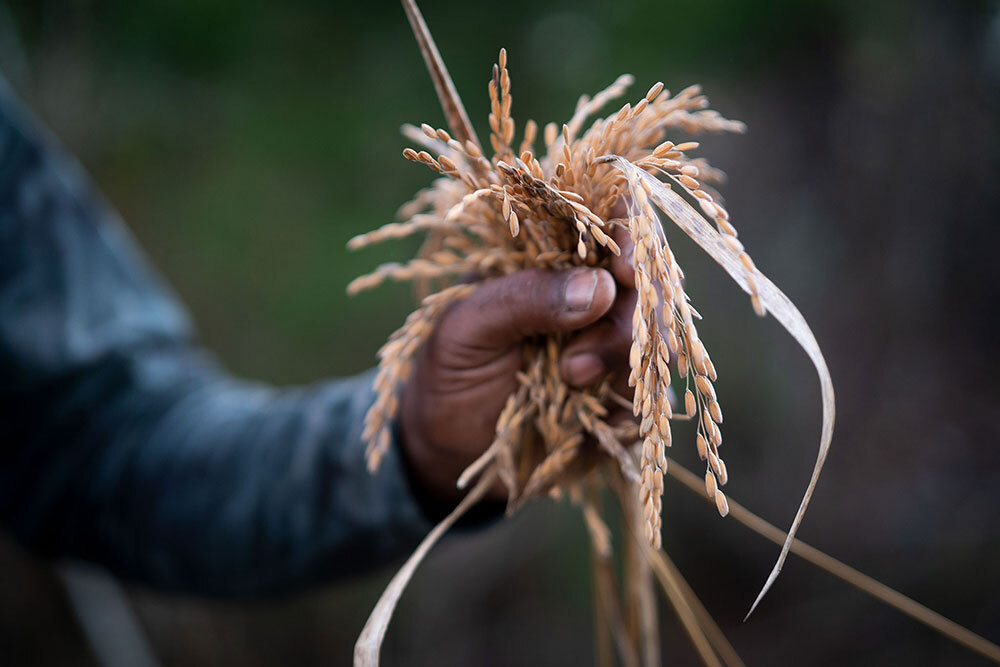 A picture of a person holding rice