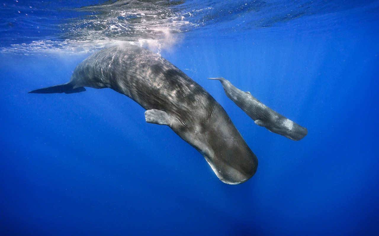 A sperm whale swims with its calf.